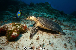 Hawksbill Sea turtle and Queen Angelfish by John Bailey 